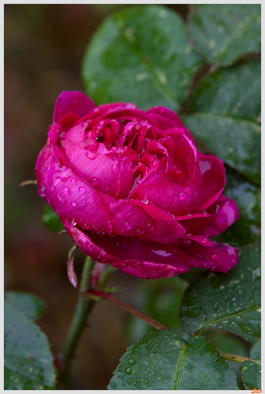 Rose de Rescht ( IMGP3962 )
