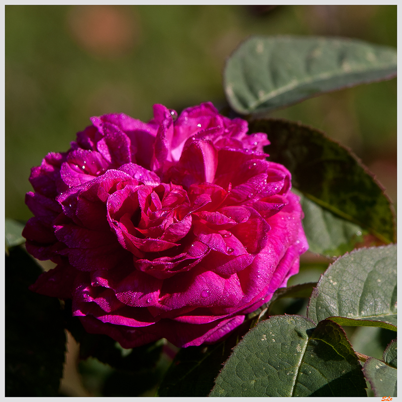 Rose de Rescht ( IMGP4002 )