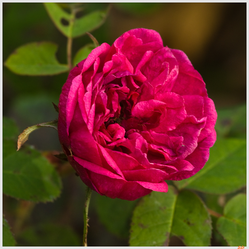 Rose de Rescht - 800_IGP1854