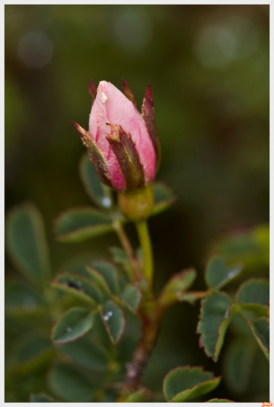 Burren - un Pimpinellifolia / Spinosissima  800_IMGP5236