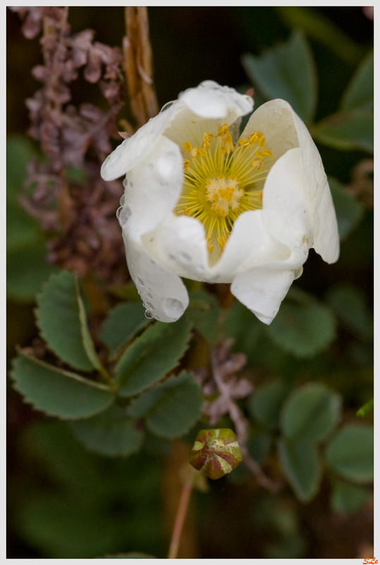 Burren - un Pimpinellifolia / Spinosissima  800_IMGP5239