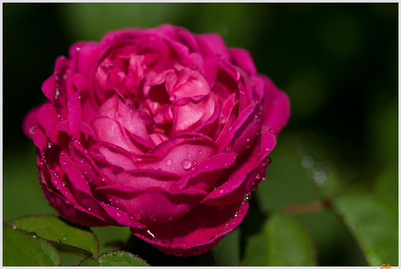 Rose de Rescht ( 800_IGP5295 )