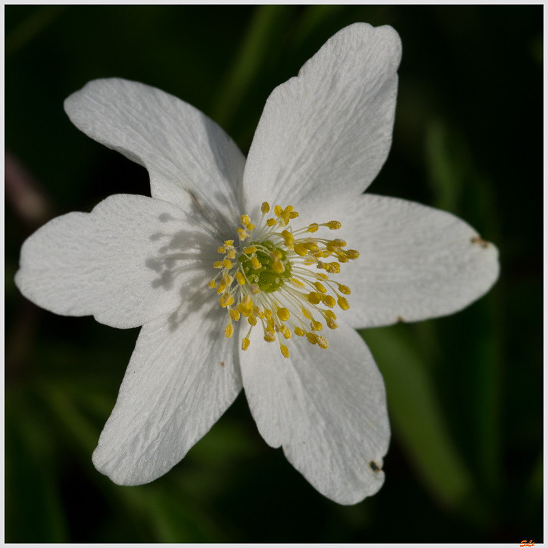 Fleur des champs - Rochesson ( 800_IMGP9201 )
