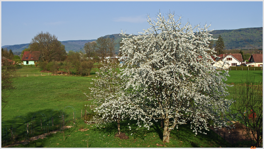 Cerisier de la Goulotte ( 800_IMGP9299 )