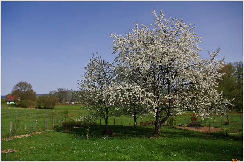 Cerisier de la Goulotte ( 800_IMGP9312 )