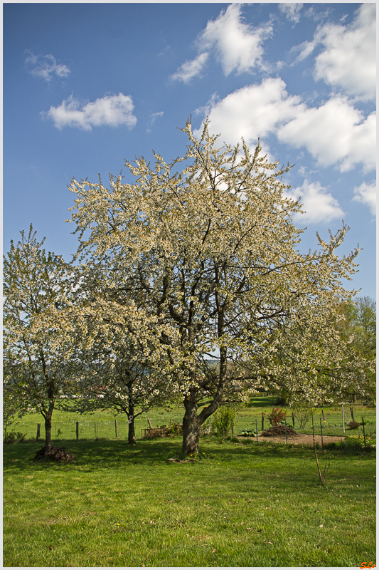 Cerisier de la Goulotte ( 800_IMGP9466 )