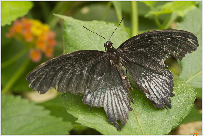 Papilio memnon ( IMGP9794 )