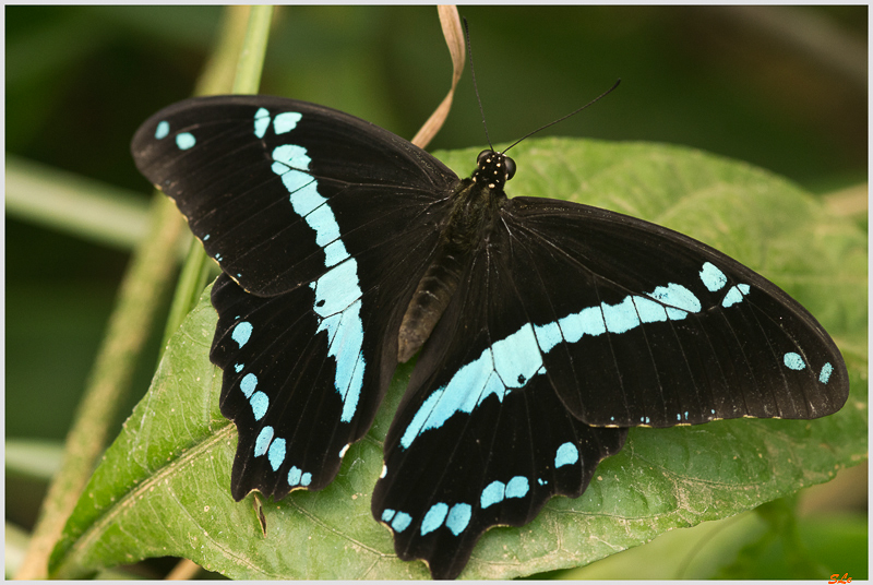 Papilio aethiops ( IMGP9878 )