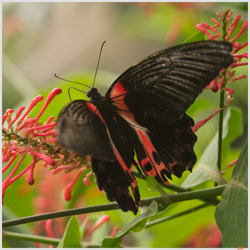 Papilio rumanzovia ( IMGP9898 )