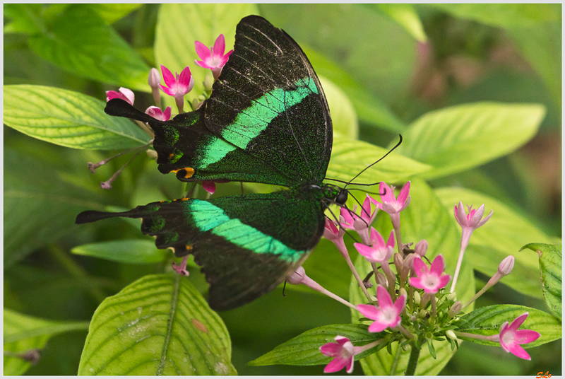 Papilio blumei ( IMGP9916 )