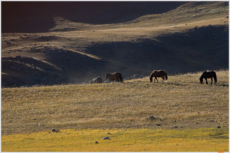 Parc National de Khokh Nuur ( IMGP1423 )
