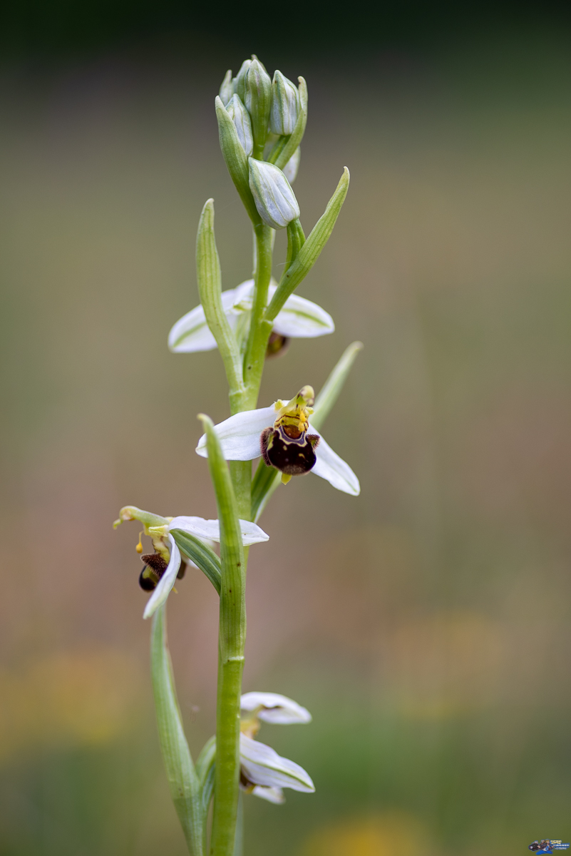  Ophrys abeille  _IMG7926