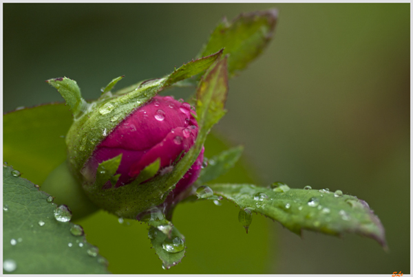 Rose de Rescht