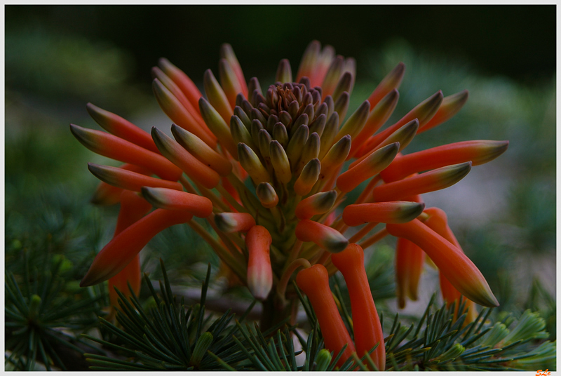  ( 800_IMGP1277 )