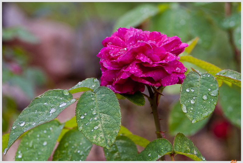 Rose de Rescht ( IMGP3919 )