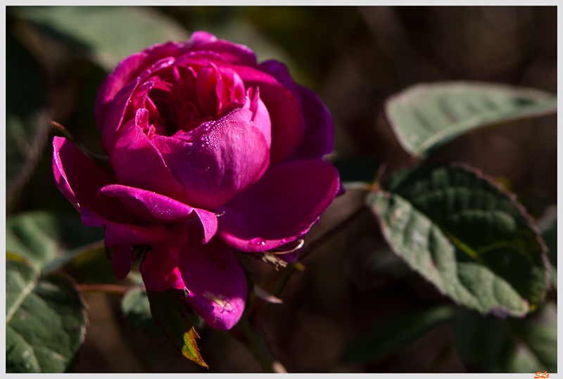 Rose de Rescht ( IMGP4003 )