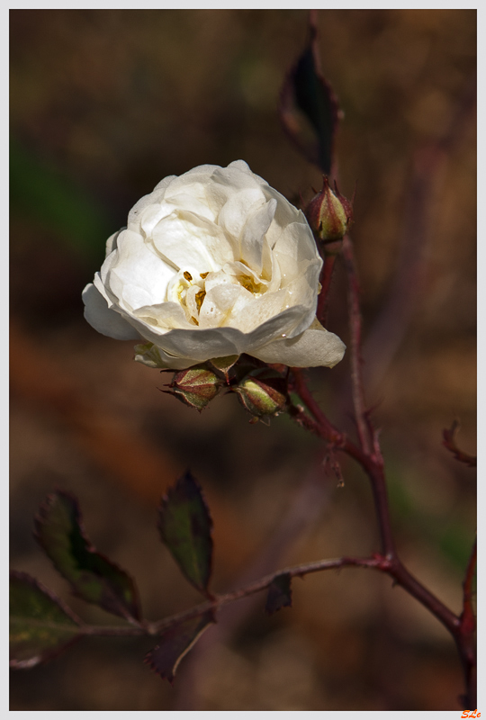 Guirlande d'amour ( IMGP4012 )