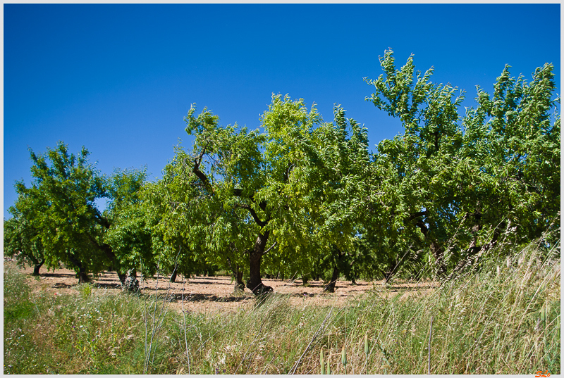 Villalpardo ( _IGP4612 )