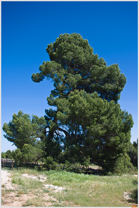 Villalpardo ( _IGP4613 )