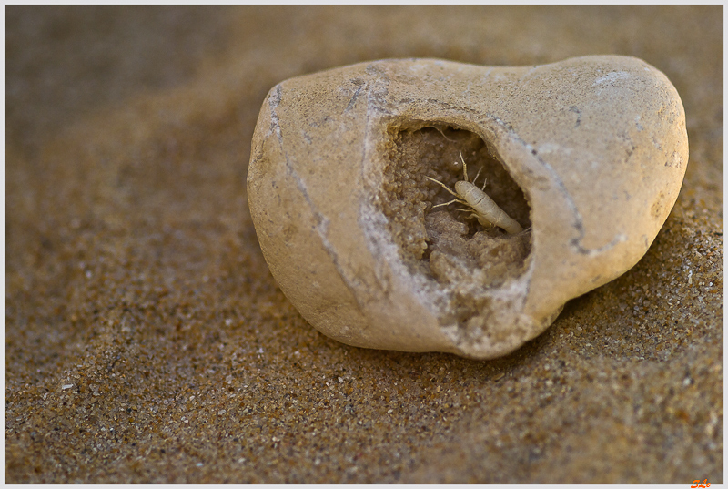 fossile ( _IGP9209 )