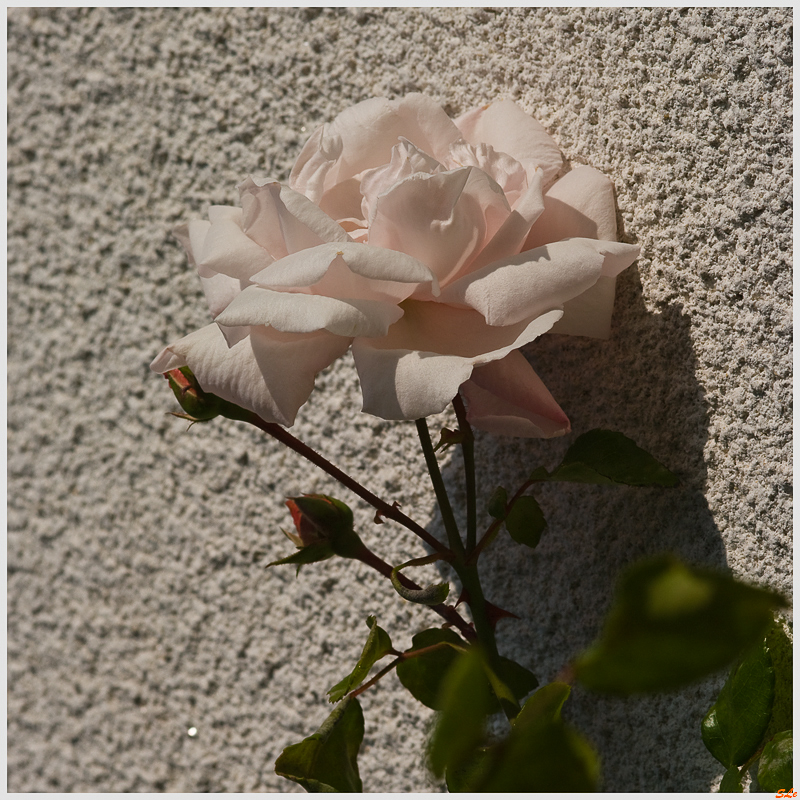 New Dawn - 800_IGP1701