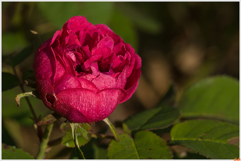 Rose de Rescht - 800_IGP1737