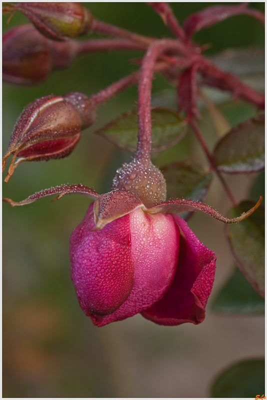 Rose à parfums de L'Hays - 800_IGP1764