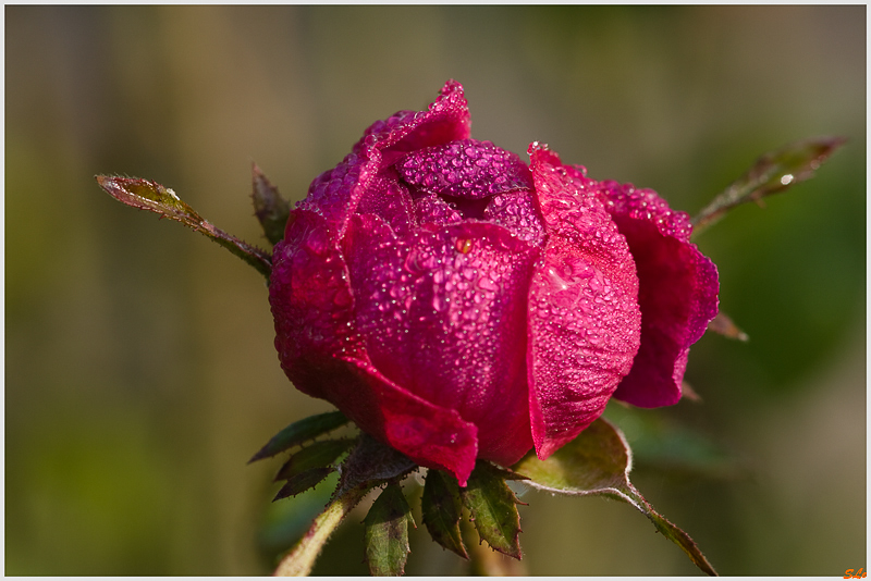Rose de Rescht - 800_IGP1772