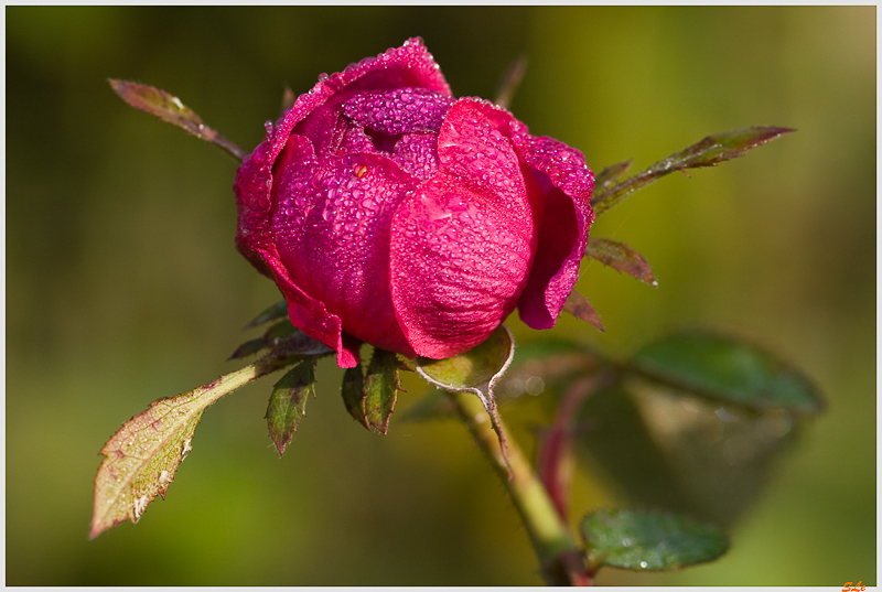 Rose de Rescht - 800_IGP1775