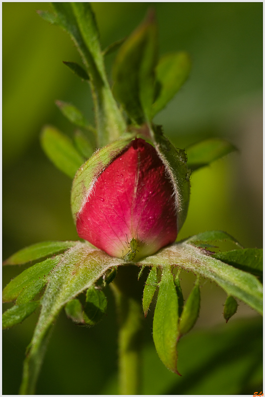 Rose de Rescht - 800_IGP1851