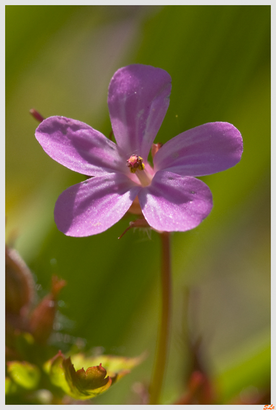 Fleur du Beara  800B_IMGP5232