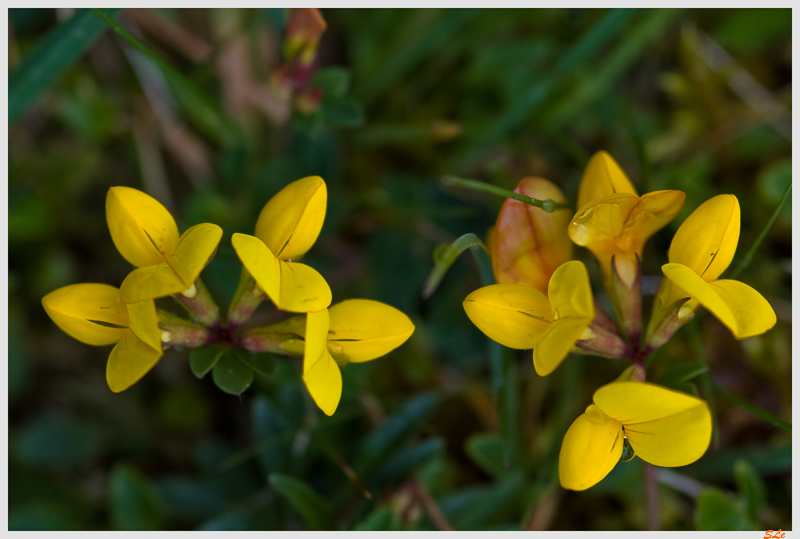 Burren - Fleurs  800B_IMGP5242