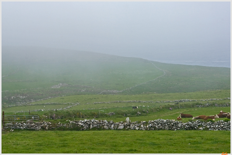 Co Cork - Mizen Head  800_IGP2835