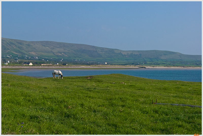 Co Kerry - Dingle Peninsula  800_IGP2992