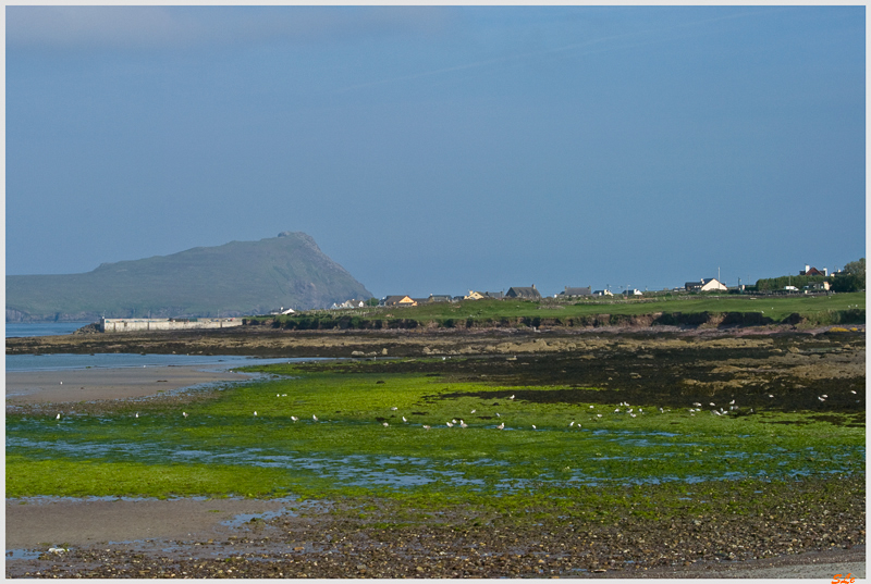 Co Kerry - Dingle Peninsula  800_IGP3069