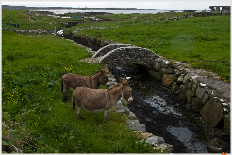 Ring of Connemara  800_IGP3613