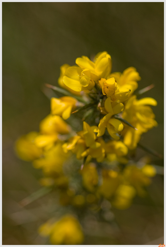 Fleur du Beara  800_IMGP5208