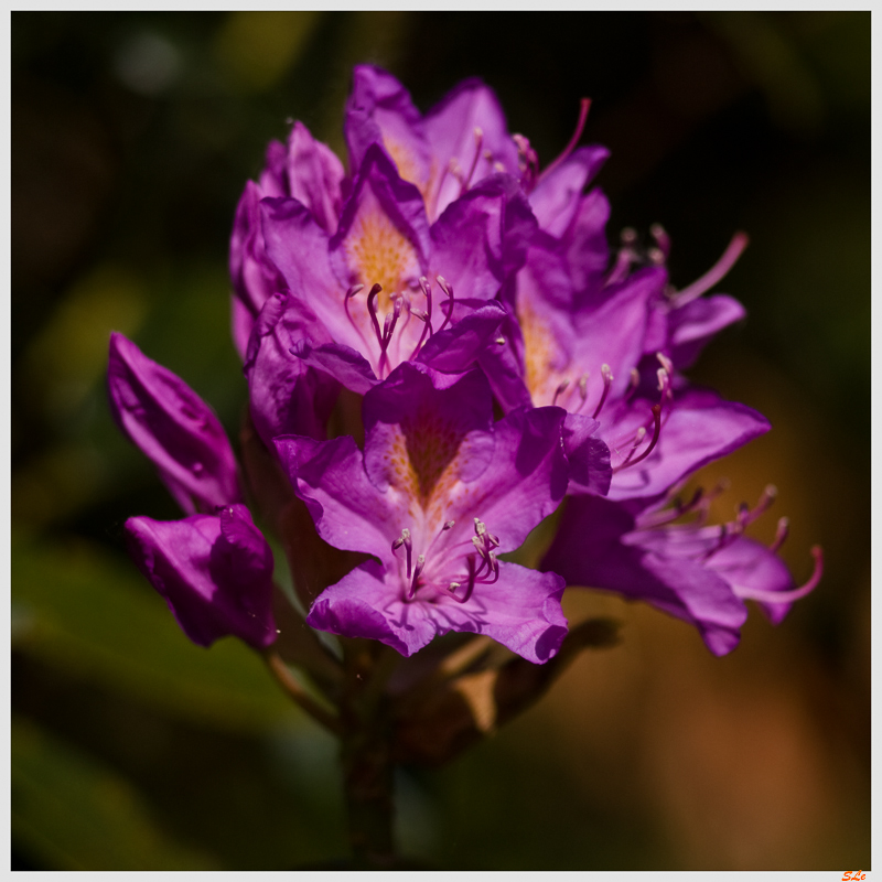 Fleur du Beara  800_IMGP5210