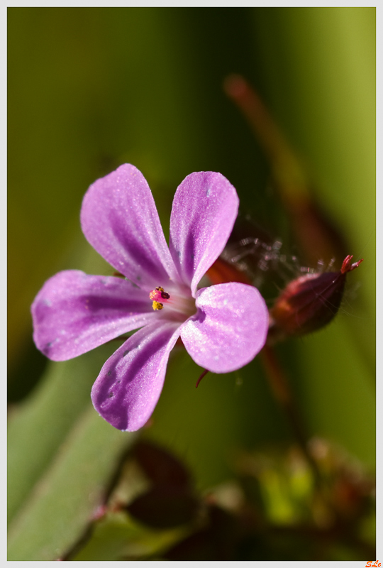 Fleur du Beara  800_IMGP5229