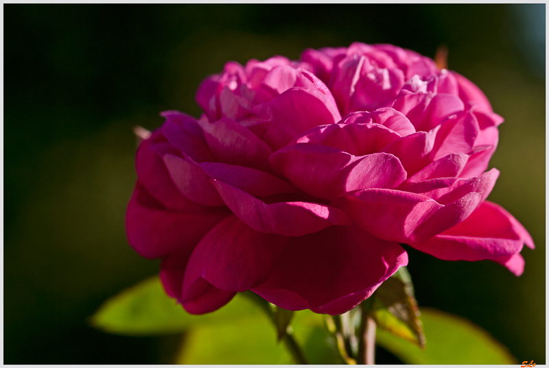 Rose de Rescht ( 800_IGP4969 )