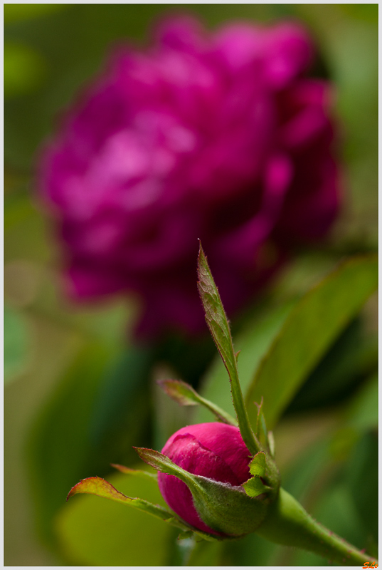 Rose de Rescht ( 800_IGP4978 )