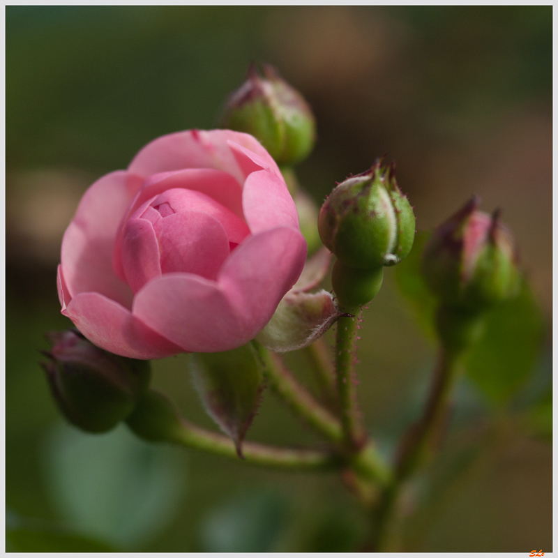 The Fairy ( 800_IGP4984 )