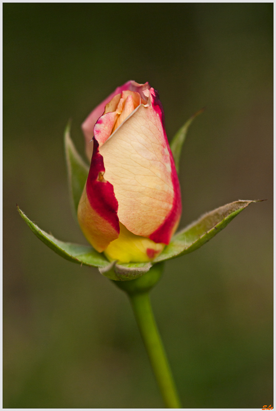 Double Delight ( 800_IGP4989 )