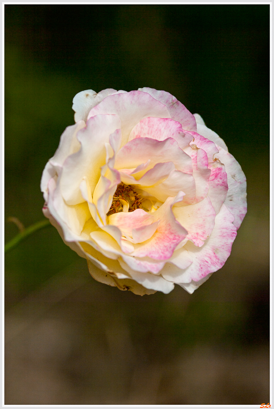 Double Delight ( 800_IGP4992 )