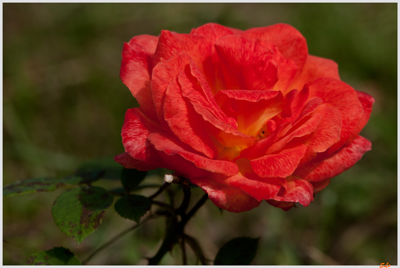 Orange inconnu ( 800_IGP4995 )