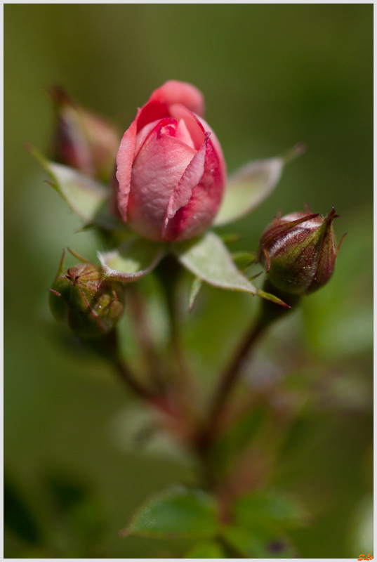 The Fairy ( 800_IGP5032 )