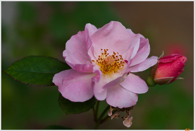 clair matin ( 800_IGP5056 )