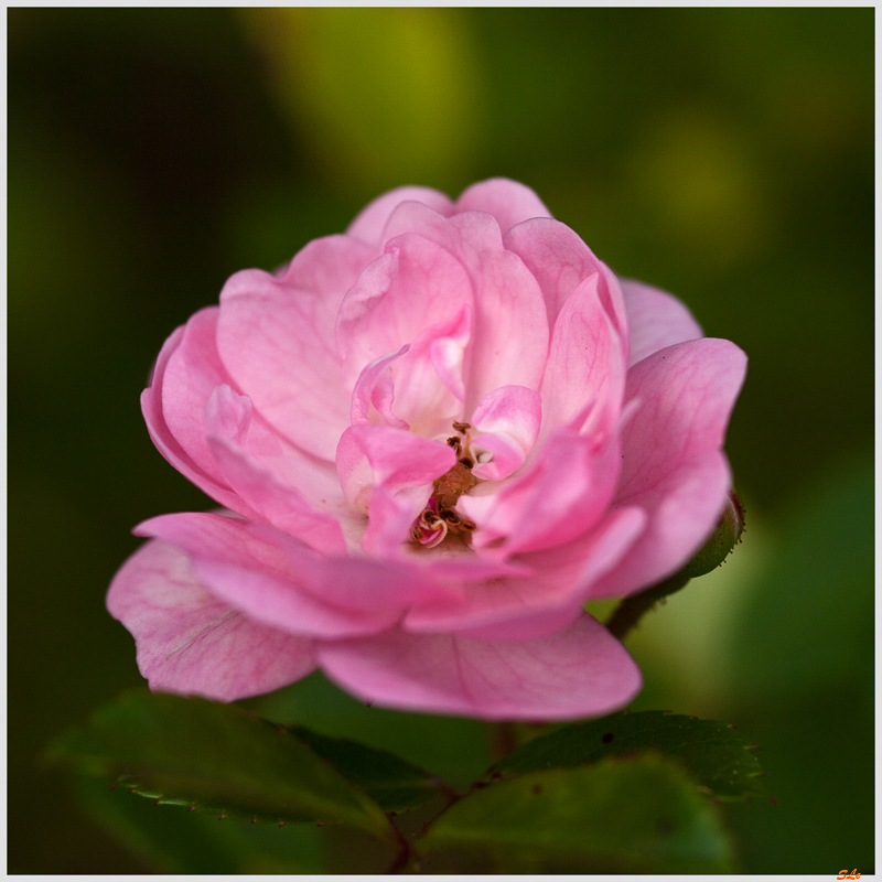 The Fairy ( 800_IGP5064 )