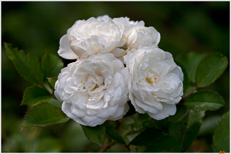  Alba Meilland ( 800_IGP5081 )