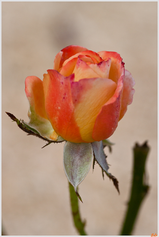 inconnu ( 800_IGP5091 )